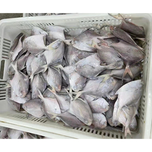 Argent Pomfret Pampus Argenteus Poisson Chine Blanc Pomfret Poisson Prix - Product Image 2