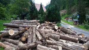 China Manufacturer Firewood Processing Machine Forestry Wood Chipper 500mm Firewood Machine <b>Chainsaw</b> Type EPA Approved - Product Image 4
