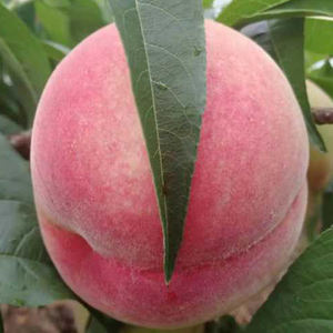 Sichuan <span class=keywords><strong>Miel</strong></span> Melocotones Frescos Junio a Agosto Pico 200-300g Por Fruta 5-8kg Por Cartón 12-16 ° Brix Azúcar - Product Image 6