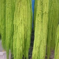 Amaranthus suspendu stabilisé, amaranthus préservé, amaranthus éternel, amaranthus caudatus pour la décoration de mariage et de la maison