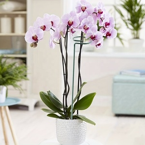 Support <span class=keywords><strong>de</strong></span> plante <span class=keywords><strong>de</strong></span> jardinage en fer fixe (pour les roses clématites)-Fournitures <span class=keywords><strong>de</strong></span> jardinage écologiques peintes pour balcons en <span class=keywords><strong>pot</strong></span> - Product Image 5