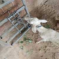 Soporte de Sujeción para Cabeza de Ganado para Ovejas y Cabras, Cuidado Veterinario y Esquila