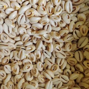 Jingyue 100PCS/BOLSA Venta al por Mayor de Cuentas de Concha Marina Natural Blanca de 14-20mm, Conchas Sueltas para Fabricación de Joyería - Product Image 1
