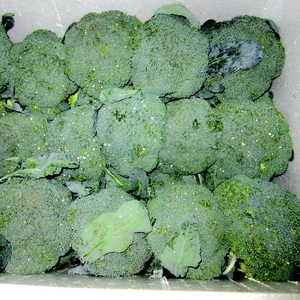 Nouvelle récolte de brocoli vert KOSHER GAP Qualité chinoise Chou-fleur / Brocoli frais Légumes frais en gros Poids naturel - Product Image 3