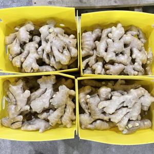 ג 'ינג' ר צהוב יבש מיובש מ סין מכירה חמה ג 'ינג' ר טרי - Product Image 2