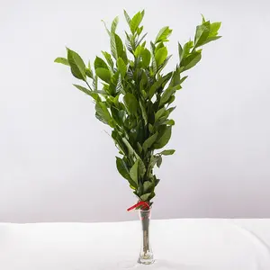 Kunming Fresh Cut flower Exporter Fresh Cut Cape Jasmine Leaf Foliage Preserved Fresh Flowers Wedding/ Decoration Color Plants