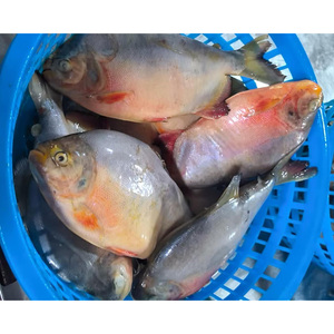 Poisson Pacu rouge congelé Dingin Ikan Pomfret Pemasok Poisson pomfret rouge congelé à vendre - Product Image 5