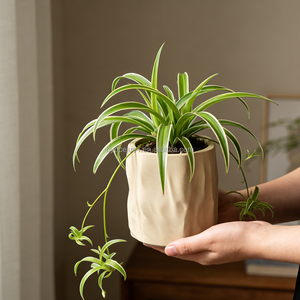 Mini <span class=keywords><strong>pot</strong></span> <span class=keywords><strong>en</strong></span> béton texturé effet froissé Wabi-Sabi fait main, couleur et logo personnalisables, pour succulentes et oxalis de bureau - Product Image 2