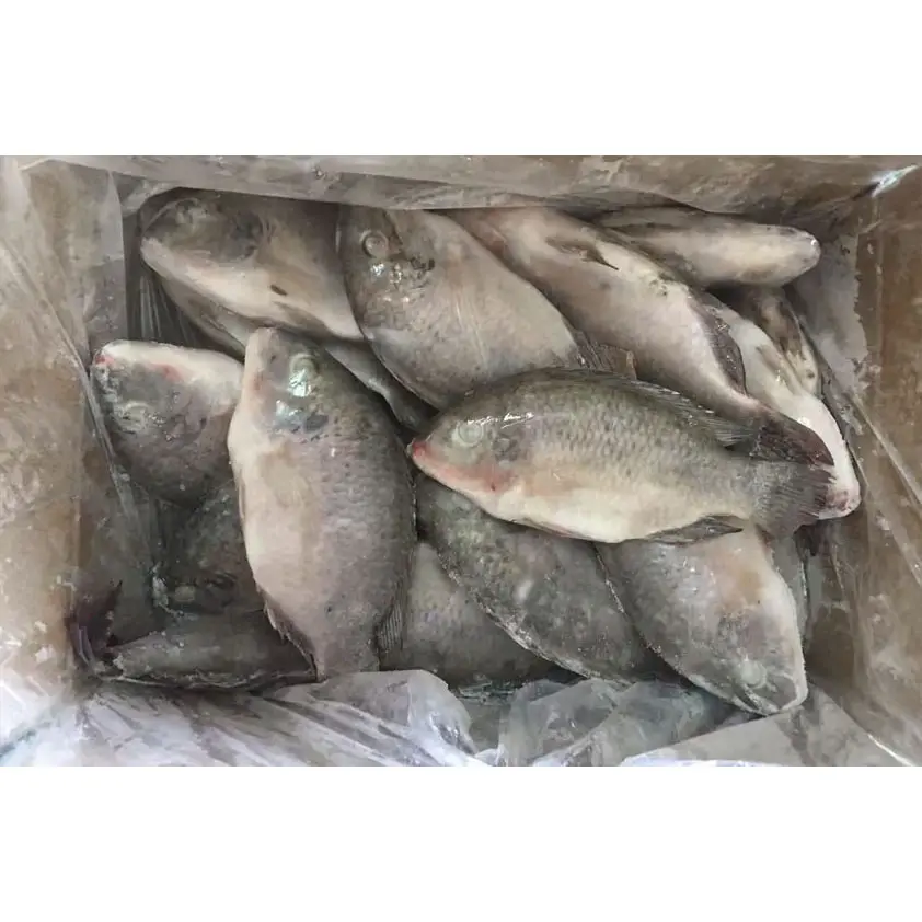 China Export Hele Ronde Wr Iqf Boerderij Alle Grootte Bevroren Tilapia Vis Prijs Bevroren Vis Tilapia Hele Vis