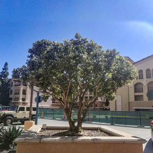 Decoración de árboles <span class=keywords><strong>olivo</strong></span> artificial grandes árboles bonsái artificiales al aire libre para Centro Comercial <span class=keywords><strong>restaurante</strong></span> - Product Image 6