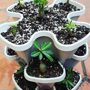 Systèmes d'agriculture verticale : Pots à fraises empilables utilisables avec des plantes à fleurs/vertes, pour culture hydroponique et en terre – CLASSIQUE (Ne prend pas en charge la culture en sol) - Product Image 6