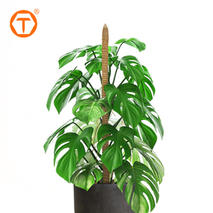 70 في حديقة النباتات الخضراء عصا القطب دعم حصص جوز الهند الألياف البني الطحلب انحناء أقطاب للمتسلقين بوعاء - Product Image 4