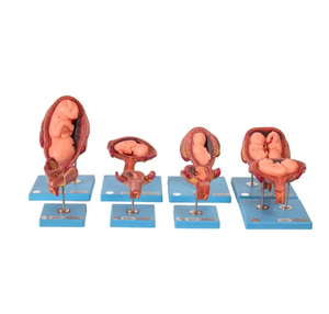 Modelo anatómico médico de desarrollo embrionario de PVC GD/42005 <span class=keywords><strong>para</strong></span> Estudios de Ciencias Médicas - Product Image 1