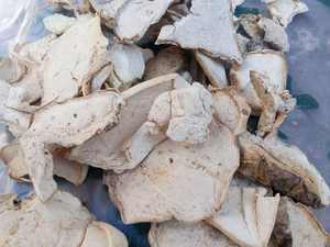 乾燥白いスライス状のカルヴァティア・ギガンテア（乾燥巨大キノコ）販売中 - Product Image 5