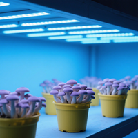 Lampe de culture LED pour champignons, tube bleu, 1 à 8 pieds, T5 T8, barre de croissance pour champignons cremini, portobello, bouton, shiitake, culture en intérieur