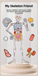 Modelo de anatomía de órganos internos del esqueleto <span class=keywords><strong>humano</strong></span>, estructura corporal para niños, juguete de aprendizaje cognitivo para educación temprana, biología y ciencia - Product Image 6