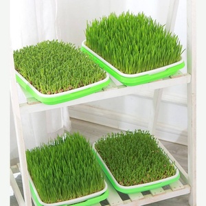 Bandeja de germinación para brotes de frijol, cultivo de vegetales, hidroponía, germinador de semillas, plato de germinación con drenaje - Product Image 2