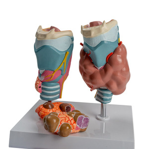 Modelo Patológico de Tiroides Humano, Hipertriatodermia, Hipotiatodermia, Sistema Endocrino, Herramienta de Enseñanza de Anatomía Médica - Product Image 6