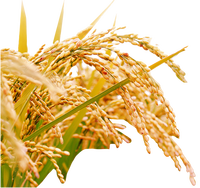 Trémie d'alimentation SUS304 anti-blocage, stable, pour séchage continu de céréales en lots, équipement de déshydratation des grains