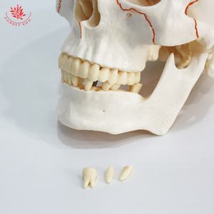 Model bantuan pengajaran biologi tengkorak manusia FRT020 Model tengkorak anatomi dalam kualitas tinggi Model tulang dewasa latihan medis - Product Image 2