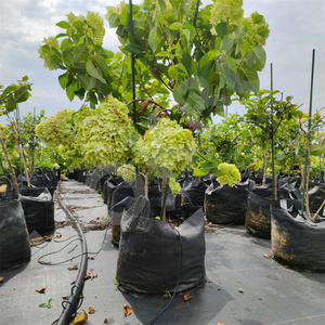 Bolsa de cultivo de plantas de PP para exteriores HOKBG, macetas y jardineras de jardín, bolsas de cultivo de verduras para plantas, macetas y jardineras, precio de fábrica - Product Image 5