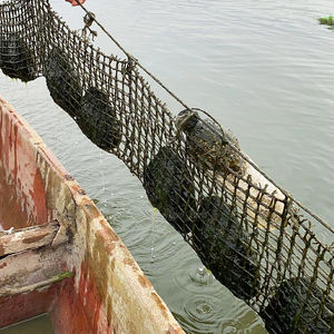 <span class=keywords><strong>Ostras</strong></span> <span class=keywords><strong>de</strong></span> <span class=keywords><strong>perlas</strong></span> <span class=keywords><strong>de</strong></span> monstruo pequeño <span class=keywords><strong>de</strong></span> agua salada Akoya chinas enlatadas con <span class=keywords><strong>perlas</strong></span> sueltas naturales - Product Image 6