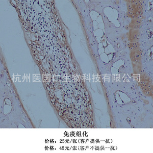 Immunohistochemistry Tissue Sample Pathology Service Paraffin Sections Cell Slides Frozen Sections Biotechnology Lab Reports - Product Image 5