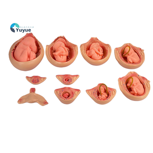 Modèle <span class=keywords><strong>de</strong></span> planification familiale en PVC 10 pièces pour la croissance embryonnaire pendant la grossesse - Product Image 1