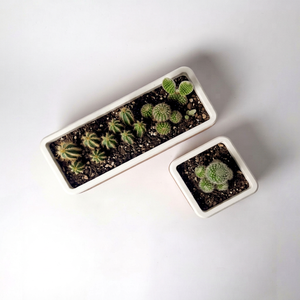 Juego de Macetas Rectangulares Minimalistas de Madera Hechas a Mano para Suculentas, con Capacidad de 20L, para Uso en Interiores, Decoración con Cactus Verdes y Tierra - Product Image 1