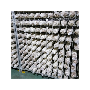 Mobile Mushroom <b>Cultivation</b> Rack Carbon Steel Shelf Mushroom Farming Industrial Equipment - Product Image 1