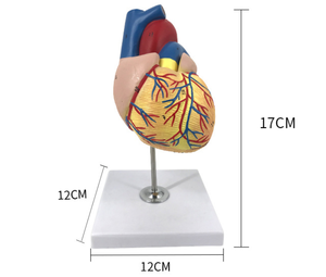 心臓解剖学モデル医学学校を教える人体のための教育高品質の高度な医療用品 - Product Image 4