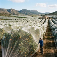 Filet anti-insectes robuste en HDPE vierge 50 mailles, résistant aux UV, pour la prévention du psyllium et de la maladie verte des agrumes, filet de protection pour vergers et légumes