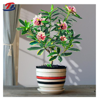 Pot de fleurs en céramique à bouche large et ronde, à rayures contrastées, avec soucoupe, pour cheveux raides, du fabricant