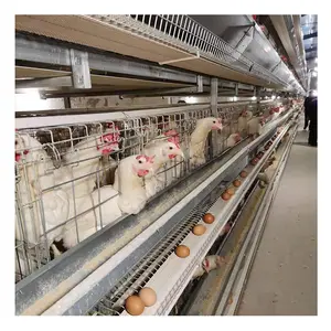 HOT Selling Egg Chicken Poultry Farming Equipment Battery Layer Cages in south Africa