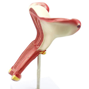 Modelo anatómico de útero vaginal con dispositivo de valor endógeno <span class=keywords><strong>femenino</strong></span> - Product Image 4