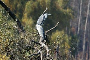 Professionele Camera <span class=keywords><strong>Lens</strong></span> Canons Rf 100-500Mm F4.5-F7.1L Is Usm Super-Telezoom Digitale Camera <span class=keywords><strong>Lens</strong></span> - Product Image 5