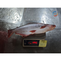 Pangasius Seafood Vietnam Basa Catfish Swai Poisson Entier Congelé en Gros pour le Commerce