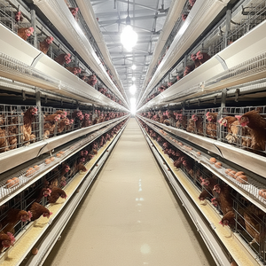 Jaula tipo H para gallina ponedora de huevos, jaula automática para recolección y alimentación de huevos - Product Image 1