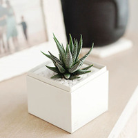 Vente en gros de carton d'emballage en papier personnalisé en Chine boîte d'expédition d'emballage de plantes pour plantes