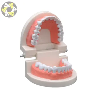 Normal modelo de dientes de los niños la práctica el modelo de enseñanza cepillarse los dientes