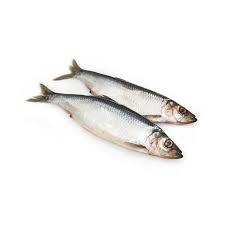 Porciones de Arenque Congelado Entero, Orgánico Premium, Sin Nicotina, Capturado en la Naturaleza, Alto en Proteínas, Bajo en Carbohidratos, Venta al Por Mayor para Servicios de Alimentación - Product Image 1