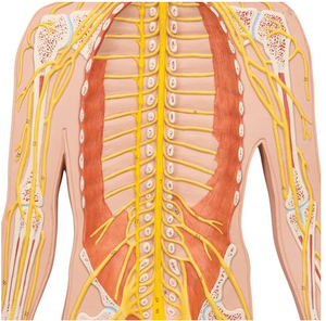Gelsonlab HSBM-457 High Quality Medical Education <strong>Nervous</strong> <strong>System</strong> Model - Product Image 6