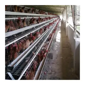 La conception de ferme avicole à 5000 couches utilise une cage à poulet semi-automatique galvanisée de type H ou une cage de batterie de type A à vendre