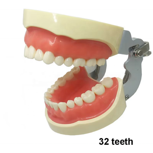 Resina Typodont staccabile 28 32 dente modello di formazione dentale manuale insegnamento orale per gli studenti dentisti apparecchiature ortodontiche - Product Image 3