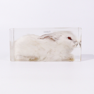 Produk laris perlengkapan pengajaran spesimen hewan kelinci Resin hewan asli untuk sekolah tinggi - Product Image 4