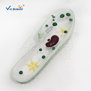 VIC 10219 Modèle pédagogique Paramecium à 3 composants, modèle de biologie pour les collèges et les lycées - Product Image 1