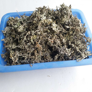 Wild Mugwort secchi sbavature foglie sfuse Custom Artemisia OEM Pack/bustine di tè per la purificazione bagno massaggio estratto di infusione di erbe - Product Image 5