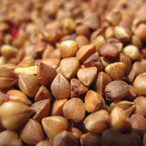 china buckwheat kernel for sale good quality