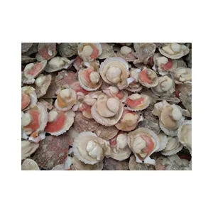 Frozen Half Shell Farrarie Scallop of High Quality Attractive Fish Product