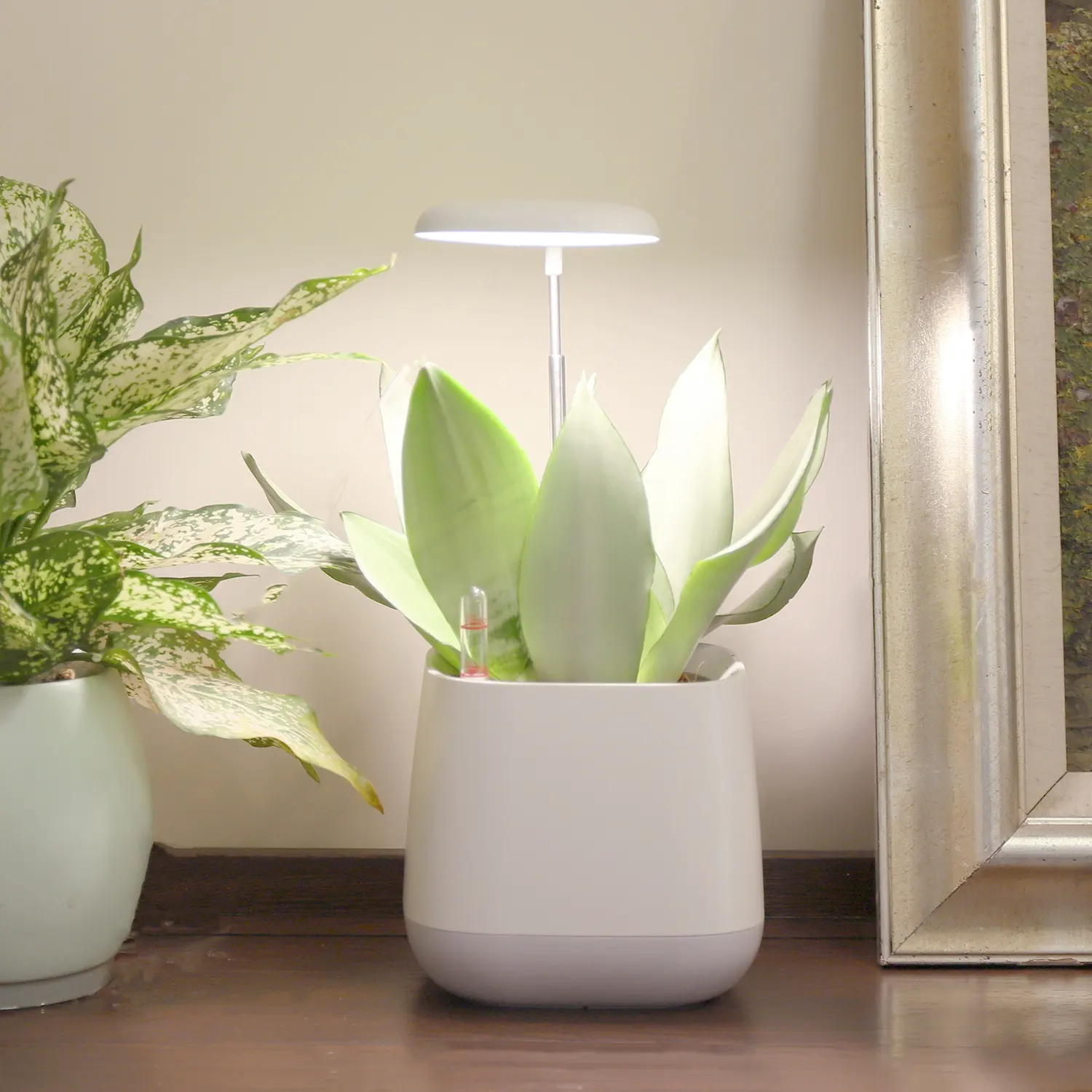 J & C 10W 다른 모양 클립 성장 빛 식물 빛에 업 그레 이드 전체 스펙트럼 클립 저렴한 탁상 흰색 실내 식물 성장 램프